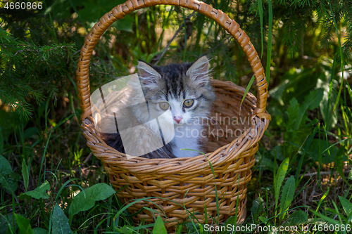 Image of Siberian kitten portrait in the basket