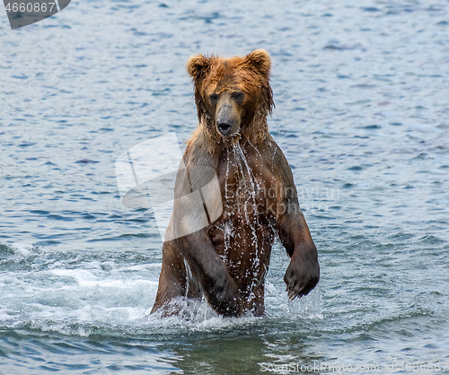 Image of Brown bear standing in water