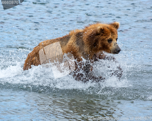 Image of Brown bear hunts for salmon