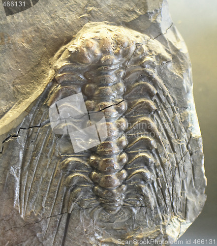 Image of trilobite