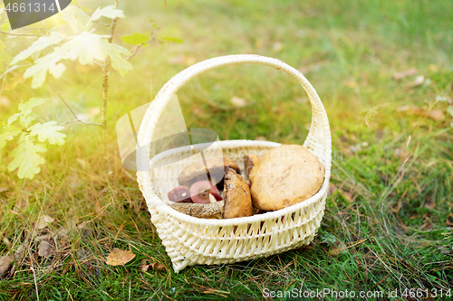 Image of basket of mushrooms in autumn forest