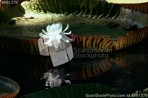 Image of Giant water lily in botanical garden