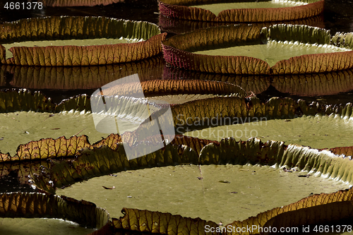 Image of Victoria regia giant water lily pads