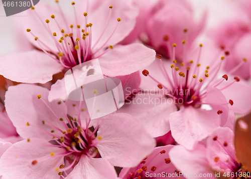 Image of Cherry blossom flowers