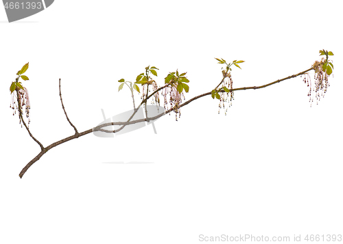 Image of Spring tree branch with flowers on white