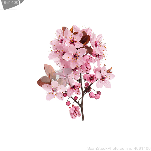 Image of Spring tree branch with flowers on white