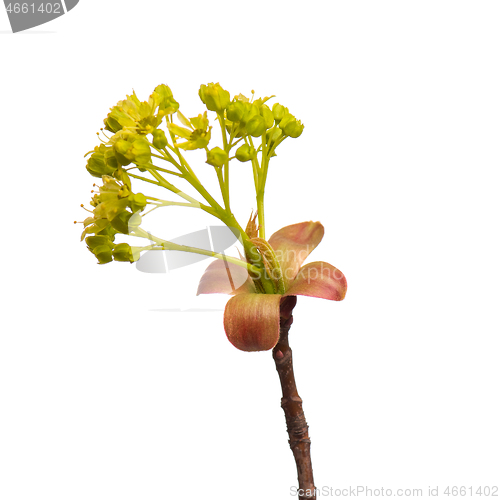 Image of Spring tree branch with flowers