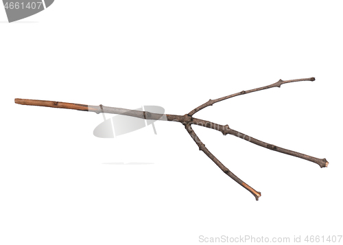 Image of Dry tree branch on white