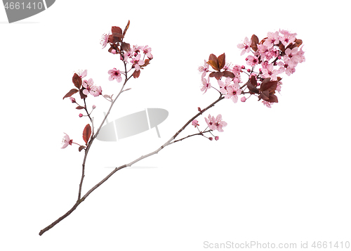 Image of Spring tree branch with flowers on white