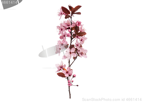 Image of Spring tree branch with flowers on white