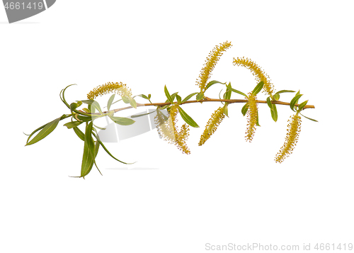 Image of Spring tree branch with flowers on white