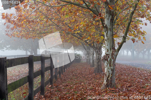 Image of Rows of trees on foggy autumn morning in rural countryside