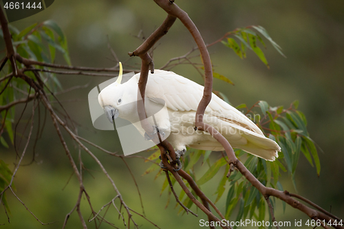 Image of Sulphur crested cockatoo on a gum tree in bush land