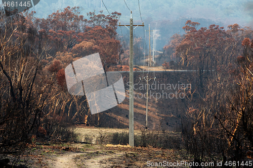 Image of Burnt bush beside powerlines that have been replaced