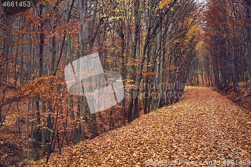 Image of Autumn forest path