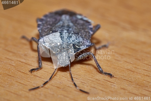 Image of Stink bug closeup