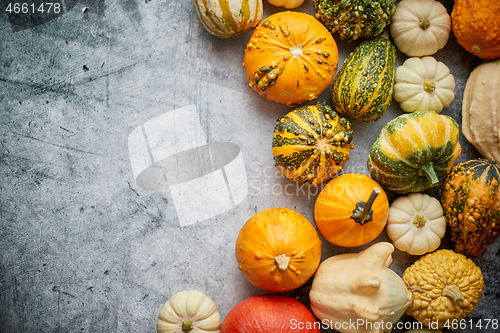 Image of Beautiful colorful mini pumpkins on grac concrete background, ho