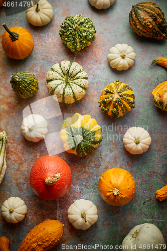 Image of Various colorful mini pumpkins placed on rusty background