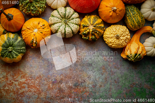 Image of Different kinds colorful mini pumpkins placed on rusty backgroun