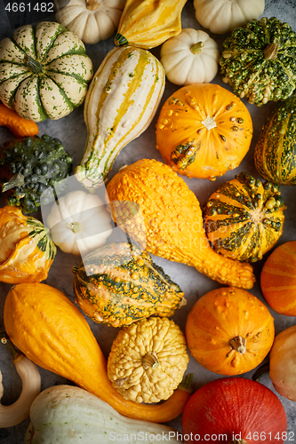 Image of Beautiful colorful mini pumpkins on grac concrete background, holiday or autumn decoration