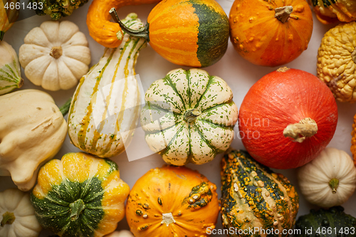 Image of Colorful various kinds mini pumpkins on white background, top view, flat lay. Fall background.