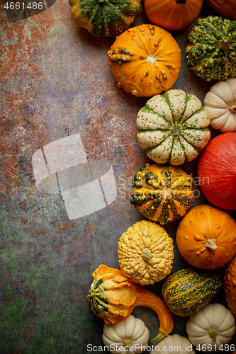 Image of Different kinds colorful mini pumpkins placed on rusty backgroun