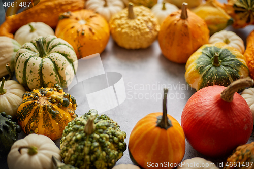 Image of From above view of various kinds cute mini pumpkins placed in circle with space with copy space