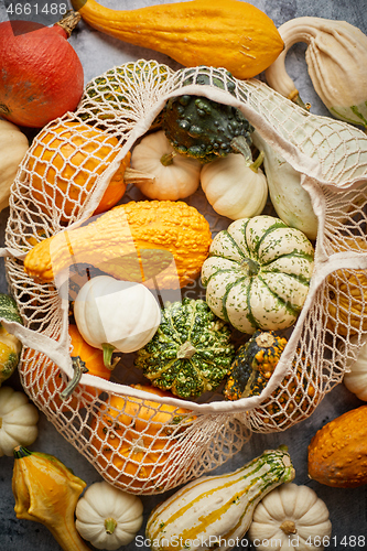 Image of Various colorful mini pumpkins in string shopping bag. Halloween or Thanksgiving day