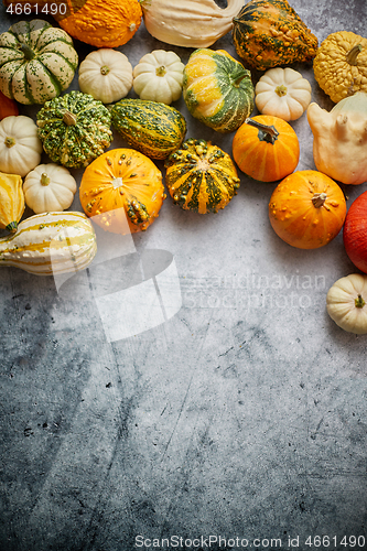 Image of Beautiful colorful mini pumpkins on grac concrete background, ho