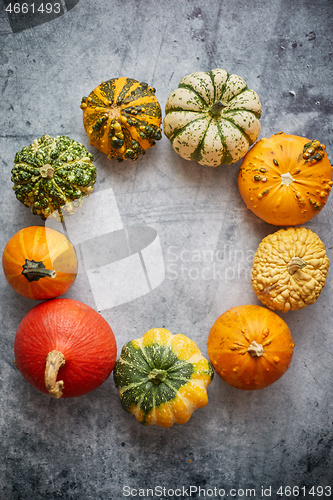 Image of From above view of various kinds cute mini pumpkins placed in circle with space with copy space