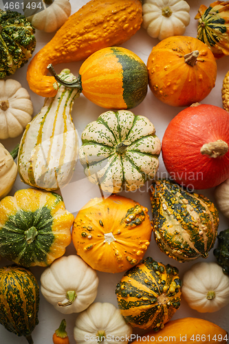 Image of Colorful various kinds mini pumpkins on white background, top view, flat lay. Fall background.
