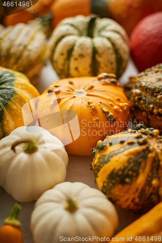 Image of Colorful various kinds mini pumpkins on white background, top vi