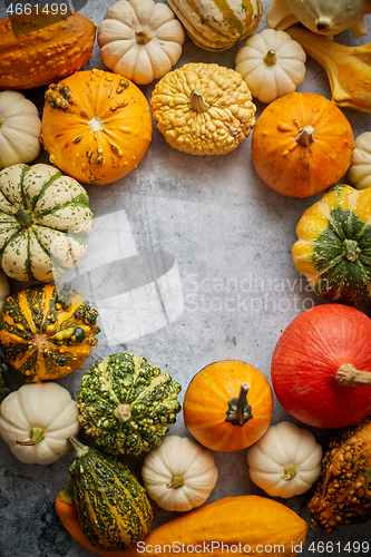 Image of From above view of various kinds cute mini pumpkins placed in circle with space with copy space