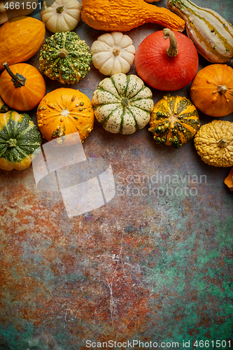 Image of Different kinds colorful mini pumpkins placed on rusty backgroun