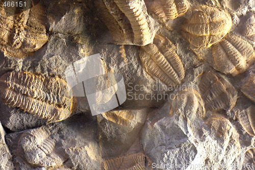 Image of trilobite background