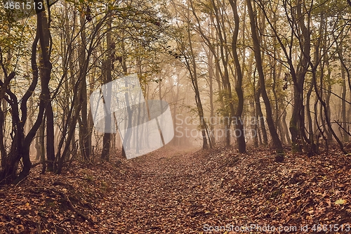 Image of Forest path in mist