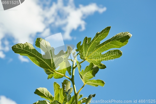 Image of Green Leaves of a fig tree in summer
