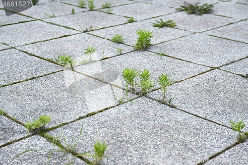 Image of Weed growing in a deserted urban area