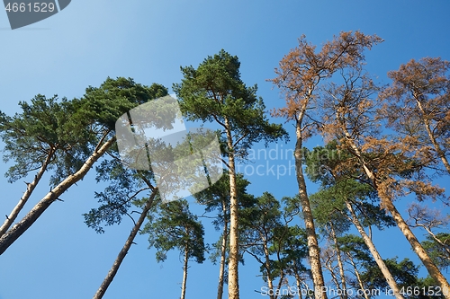 Image of Spring Green Leaves