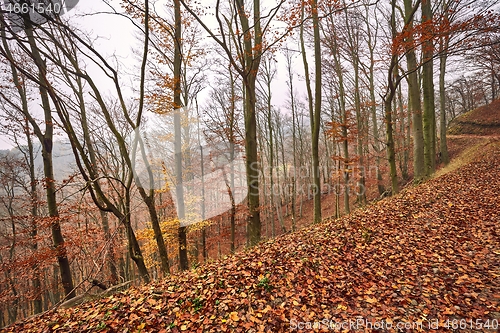 Image of Autumn forest mist