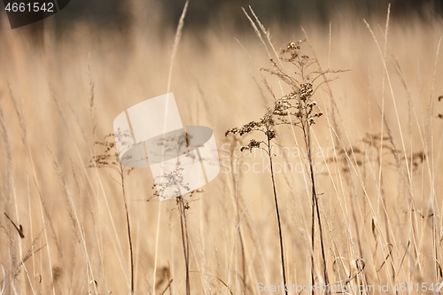 Image of Weed plant growing