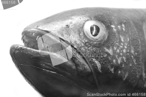Image of exotic fish