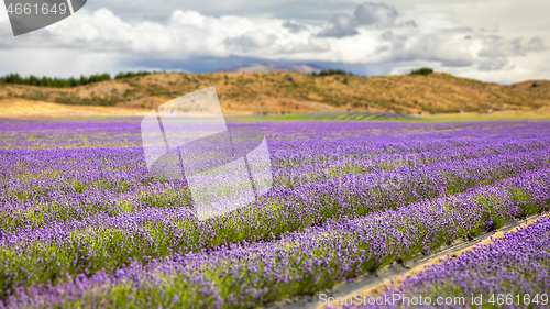 Image of lavender field in New Zealand