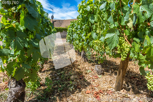 Image of View of in the vineyard in Burgundy Bourgogne home of pinot noir and chardonnay in summer day with blue sky. Cote d\'Or