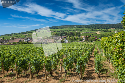 Image of View of in the vineyard in Burgundy Bourgogne home of pinot noir and chardonnay in summer day with blue sky. Cote d\'Or