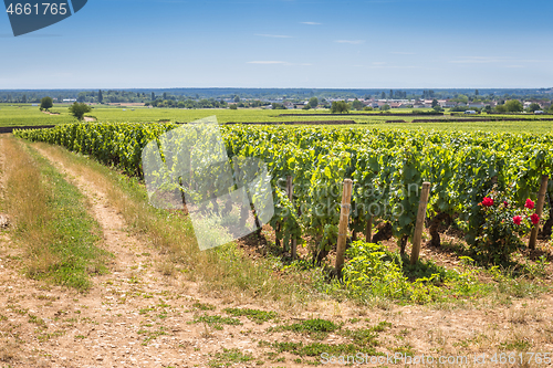 Image of View of in the vineyard in Burgundy Bourgogne home of pinot noir and chardonnay in summer day with blue sky. Cote d\'Or
