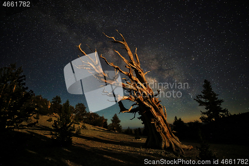 Image of Bristlecone Pine Tree in the Forest