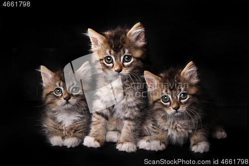 Image of Sweet Adorable Cute Kittens Awaiting Adoption
