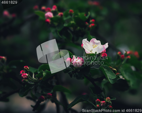 Image of Flower And Red Buds Of Apple Blossom Close-up