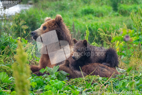 Image of female brown bear and her cubs